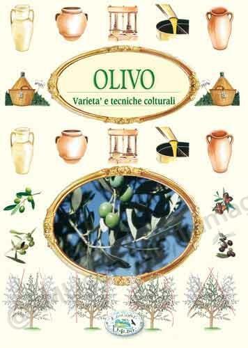 OLIVO